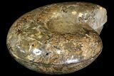 Honey-Orange Ammonite (Argonauticeras) - Befandriana, Madagascar #113125-1